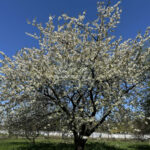 Dom na Sprzedaż, 170.00m2, Częstochowa-Zawodzie - 13