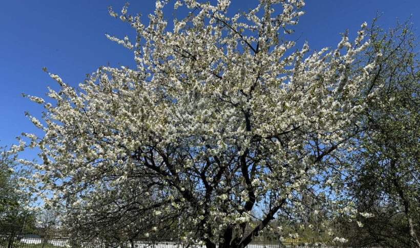 Dom na Sprzedaż, 170.00m2, Częstochowa-Zawodzie - 13