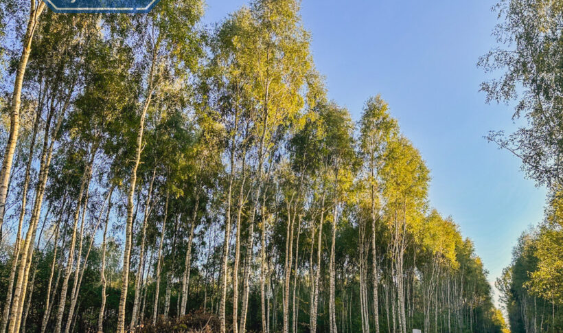 Działka na Sprzedaż, 610.00m2, Gruszewnia - 2